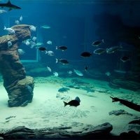 acuario