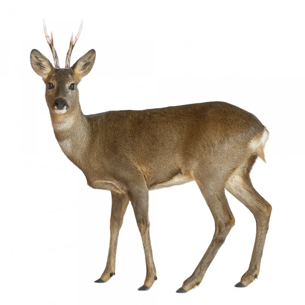 capreolus_capreolus capreolus_capreolus