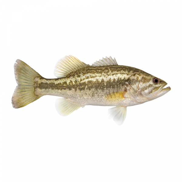 micropterus salmoides micropterus salmoides