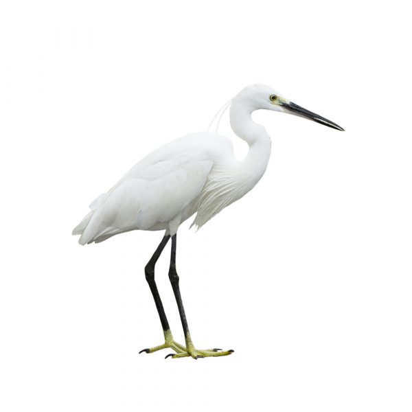 Egret isolated on white background Egret isolated on white background