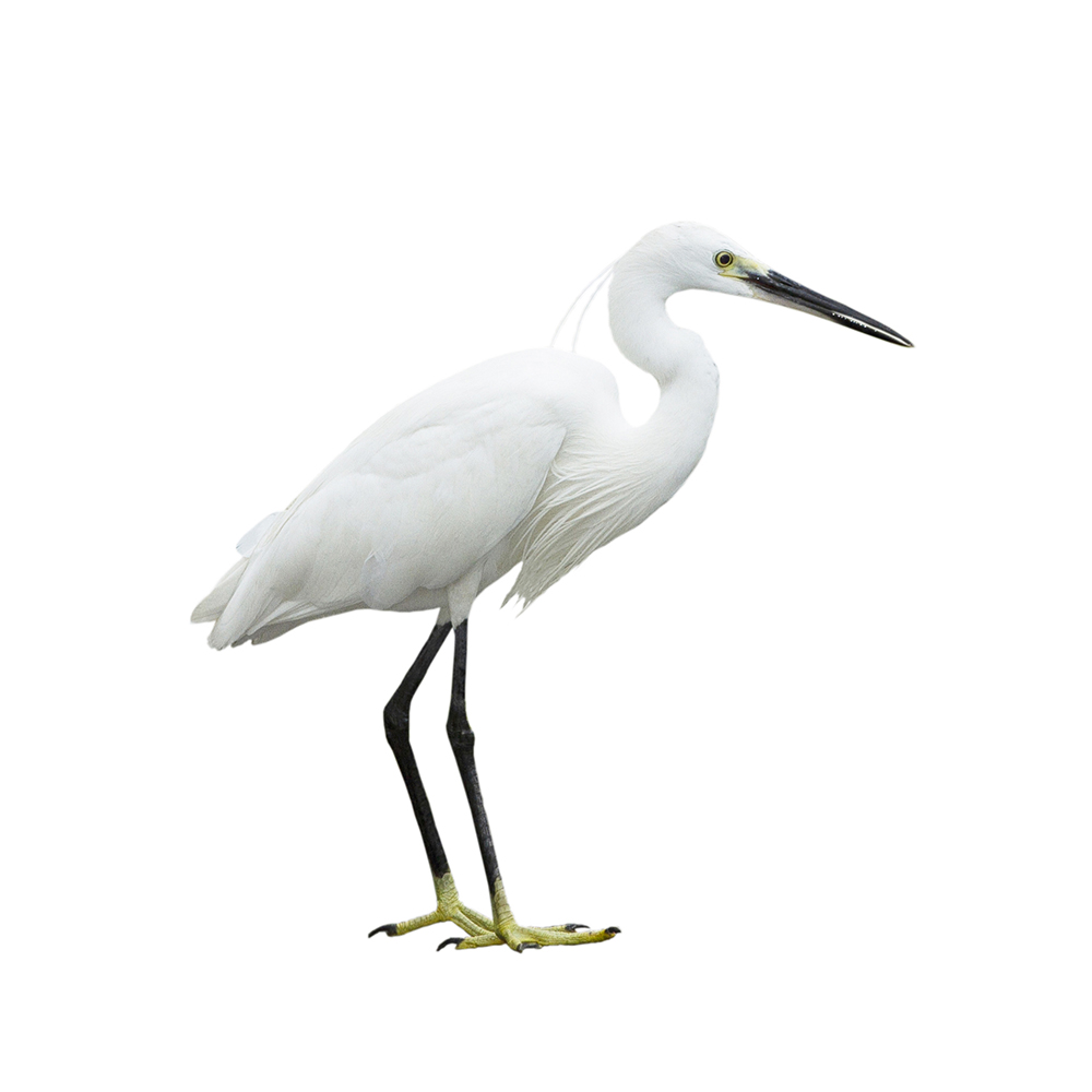 Egret isolated on white background