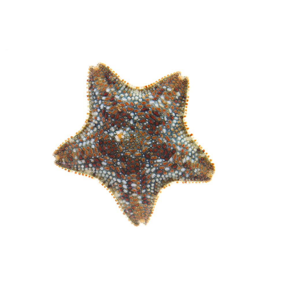 asterina_gibbosa