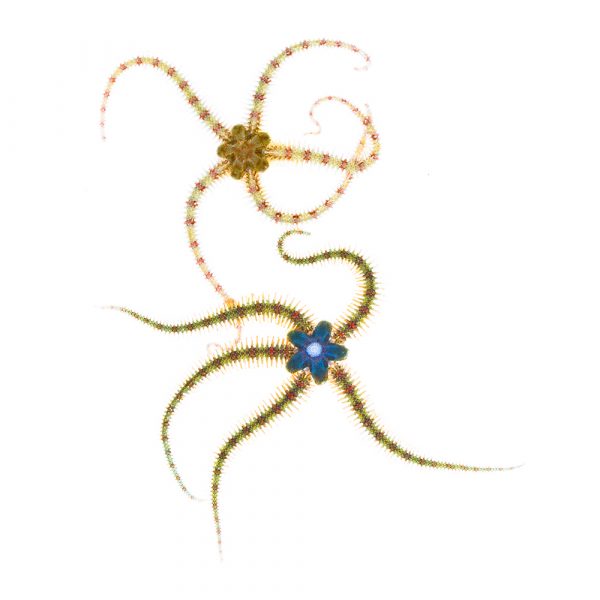 ophiothrix ophiothrix