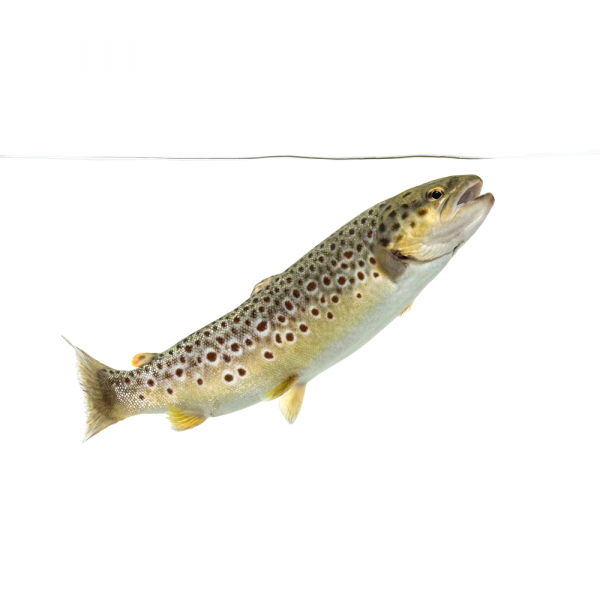 salmo trutta fario salmo trutta fario