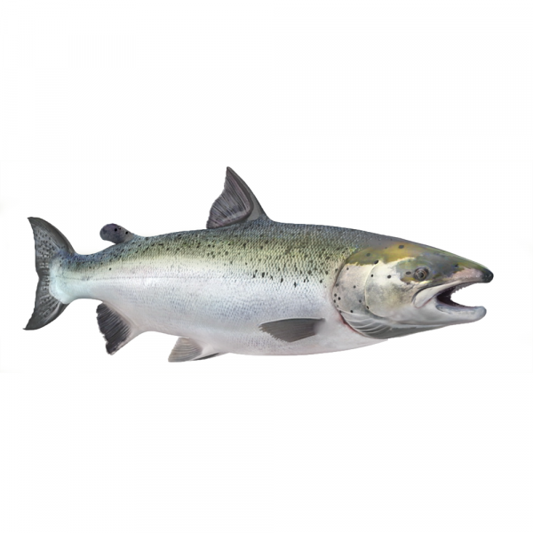 salmon salmon