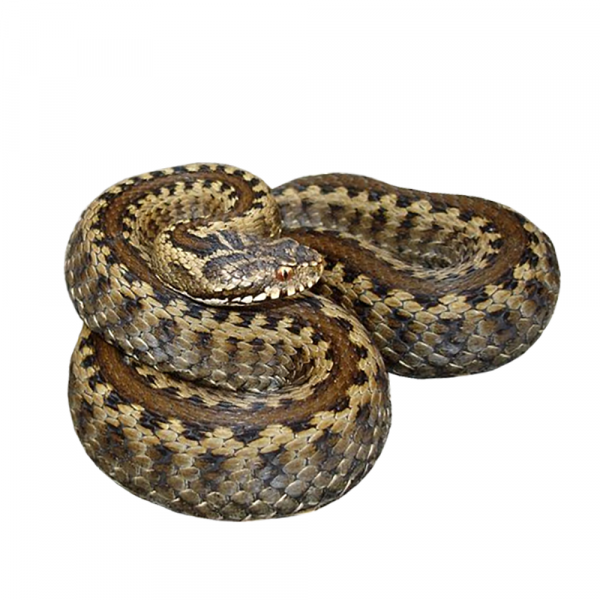 vipera seoanei vipera seoanei